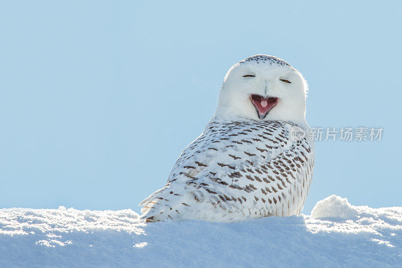 雪鸮-打哈欠/在雪中微笑